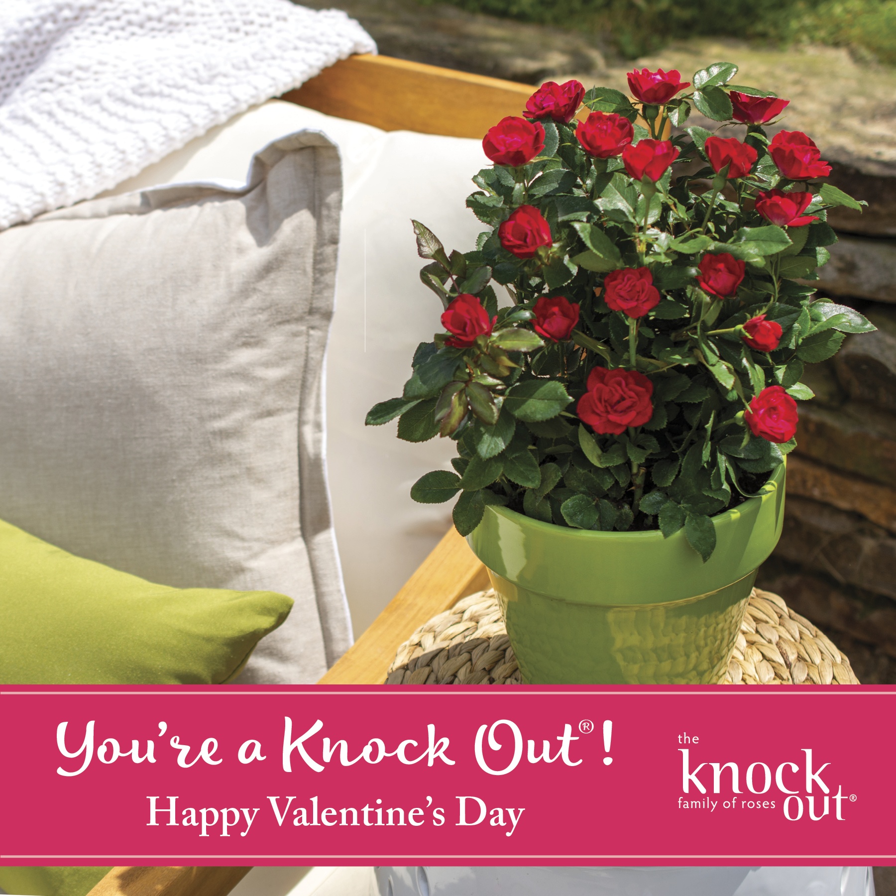 Open You're a Knock Out Happy Valentine's Day Petite Knock Out Instagram Image