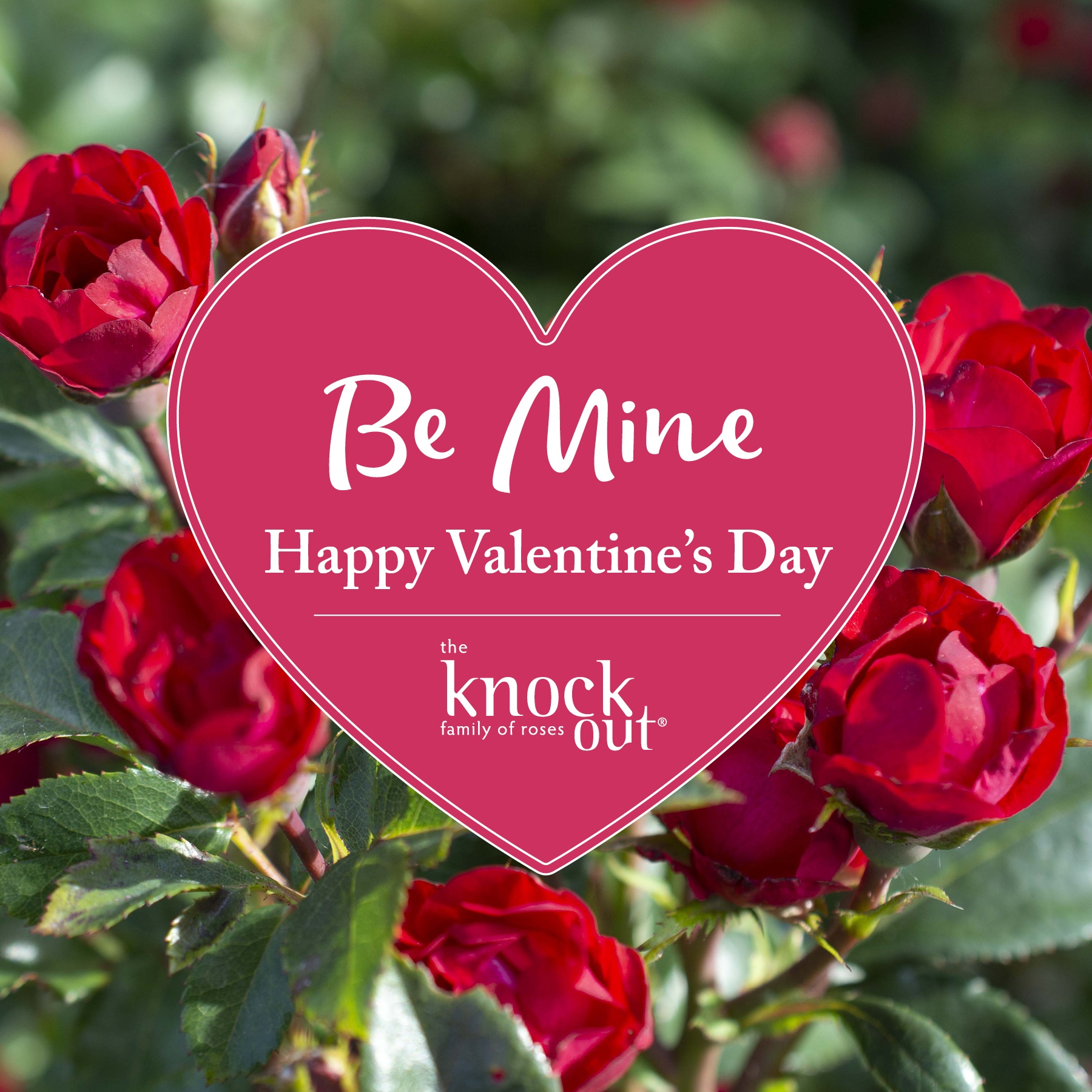 Open Be Mine Happy Valentine's Day Petite Knock Out Instagram Image