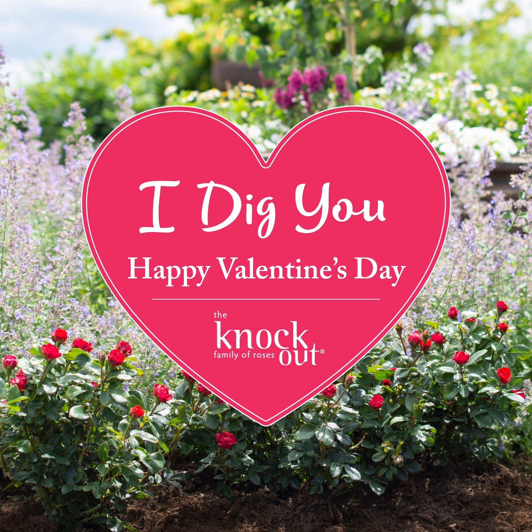 Open I Dig You Happy Valentine's Day Petite Knock Out Instagram Image