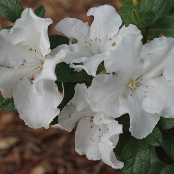 FlorAmore White Azalea