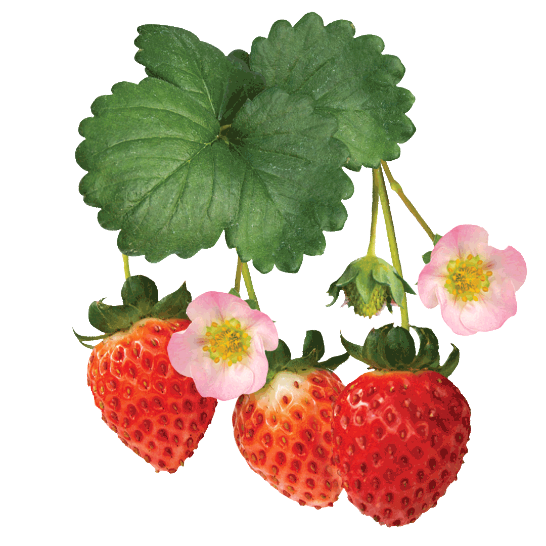 Bushel and Berry Strawberry Sprig