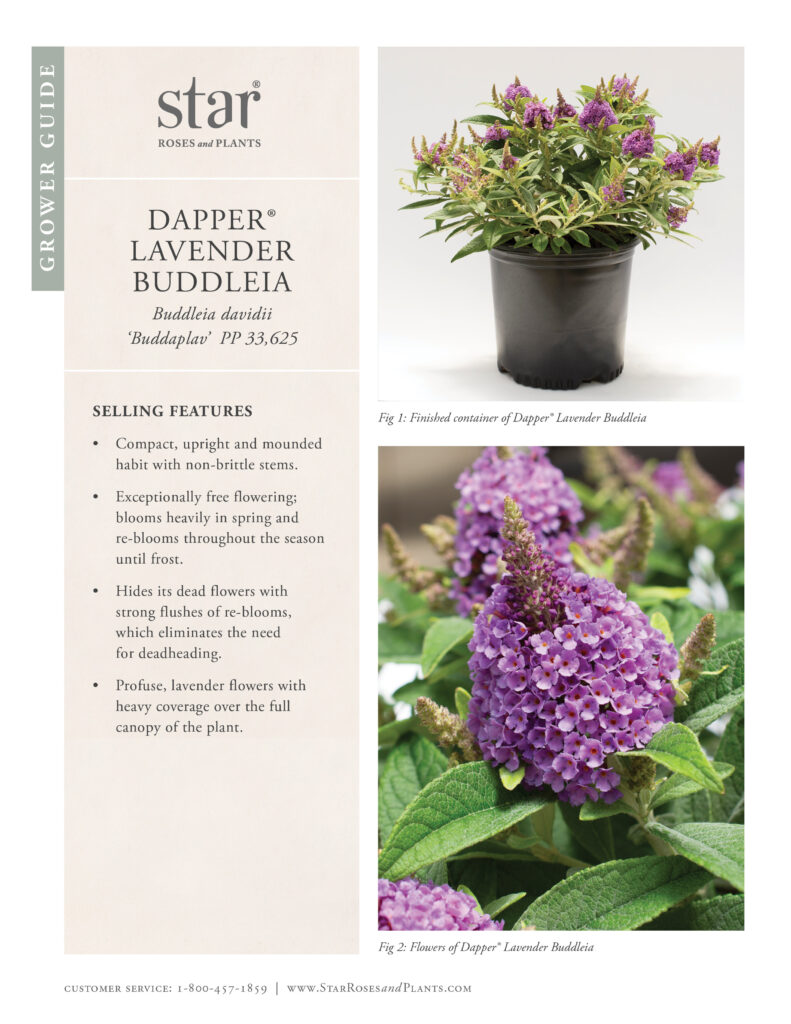 Image takes you to grower guide for Dapper Lavender Buddleia
