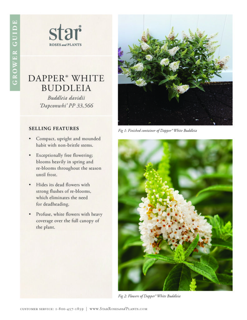 Image takes you to Grower Guide for Dapper White Buddleia