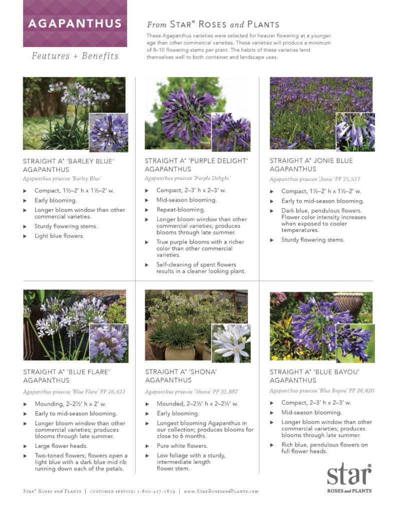 Image takes you to Agapanthus Features and Benefits sheet