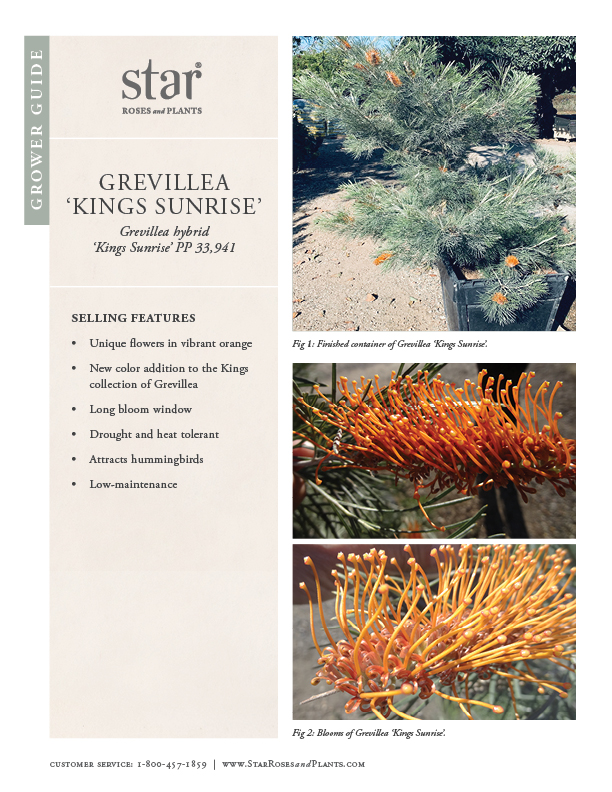 Images opens PDF for Grevillea Kings Sunrise Grower Guide