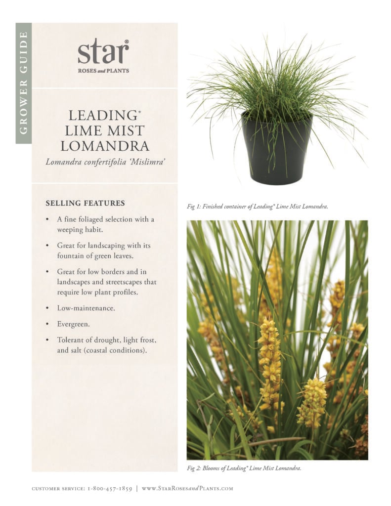 Image opens Grower Guide for Leading Lime Mist Lomandra