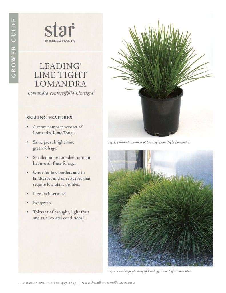 Image opens Grower Guide for Leading Lime Tight Lomandra