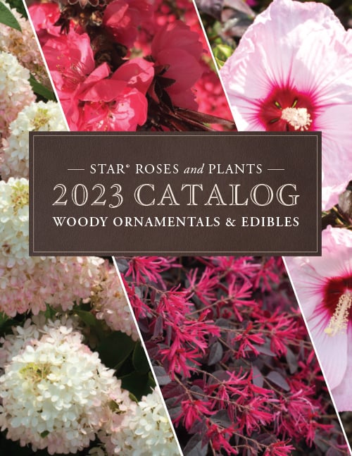 Open the 2023 Woody Catalog