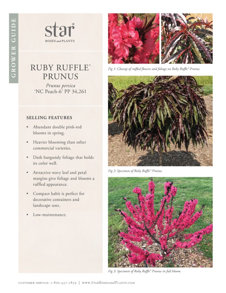 Image takes you to Grower Guide for Ruby Ruffle Prunus