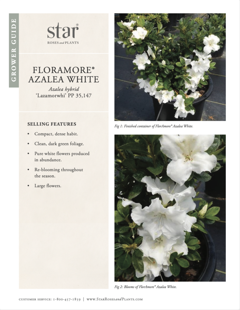Image opens to the Grower Guide for Azalea FlorAmore White
