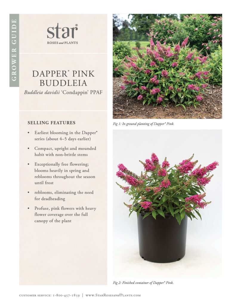 Go to the Grower Guide for Dapper Pink Buddleia
