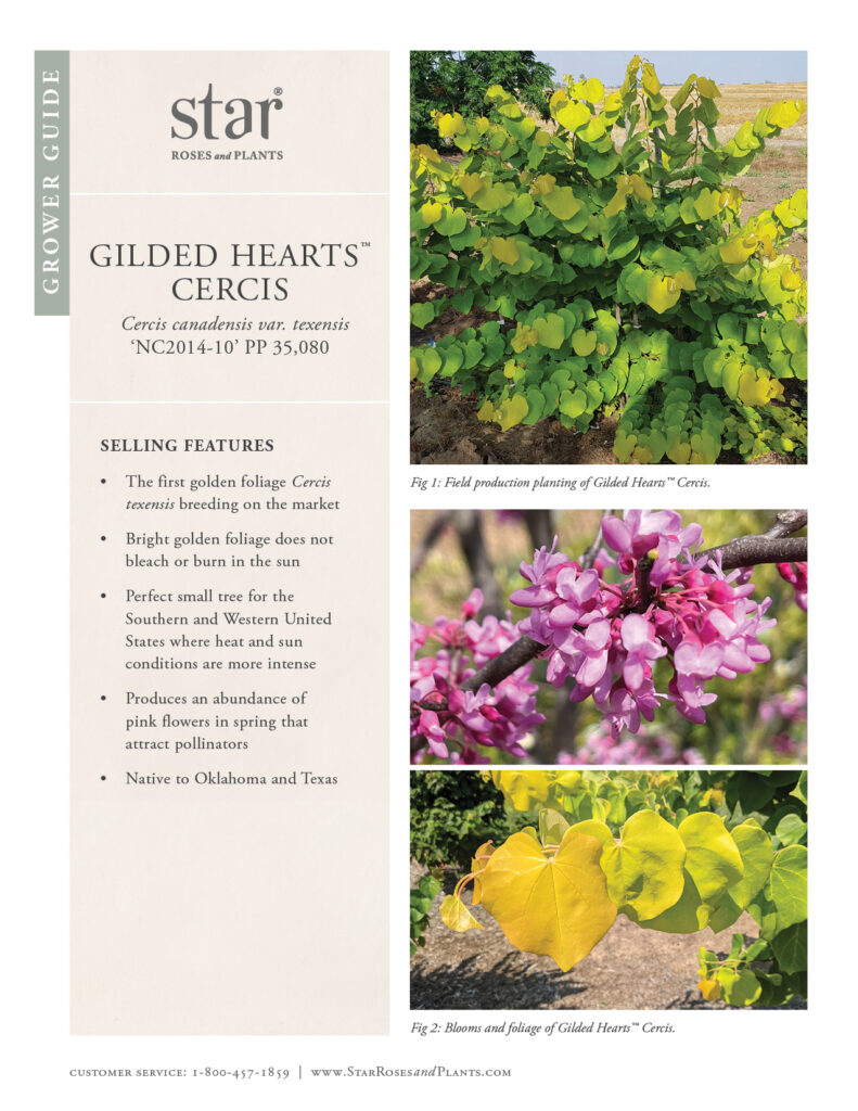 Go to Grower Guide for Cercis Gilded Hearts