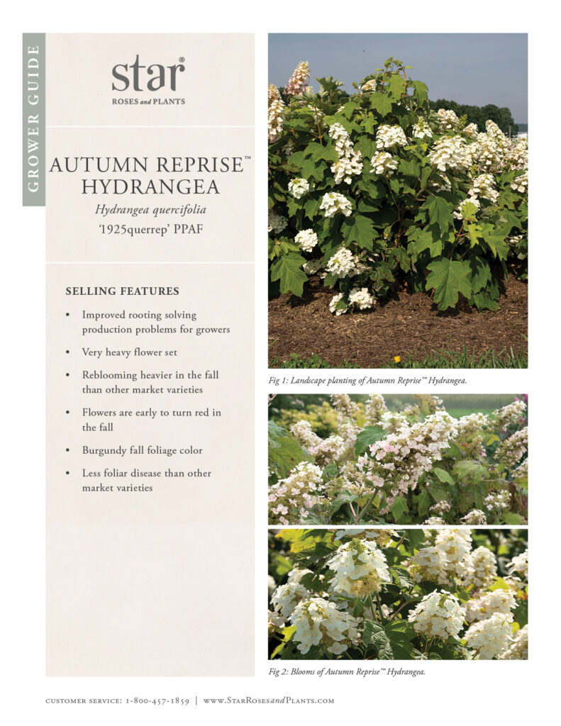 Go to Grower Guide for Autumn Reprise Hydrangea