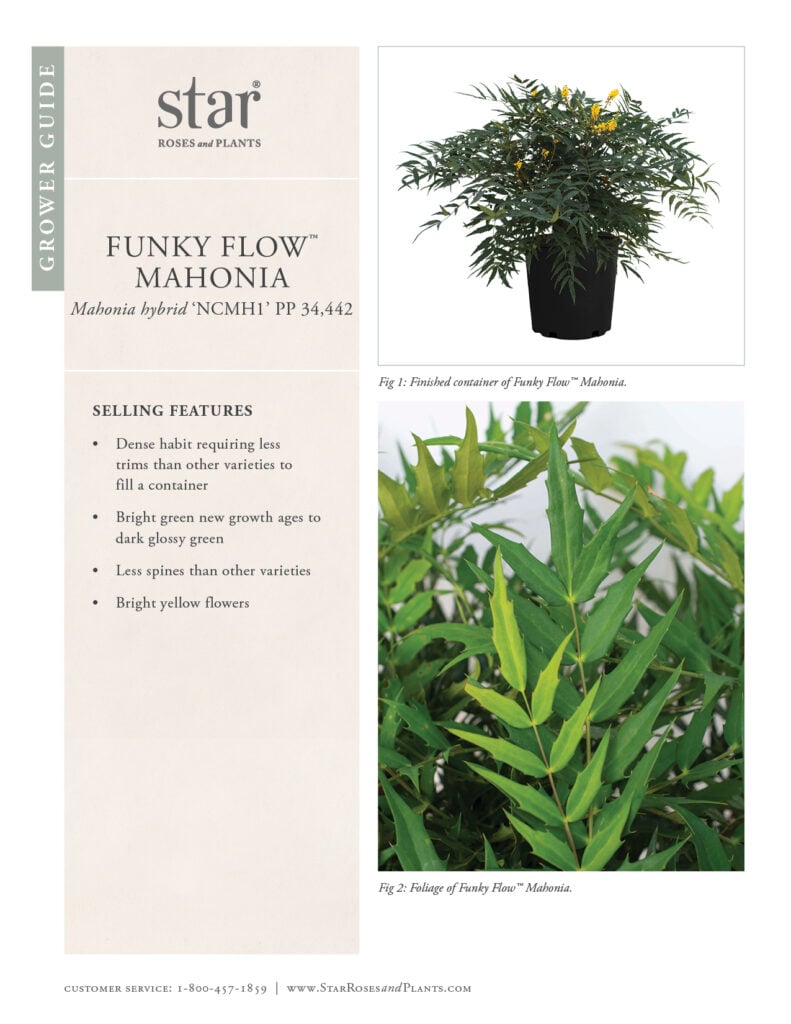 Go to Grower Guide for Funky Flow Mahonia