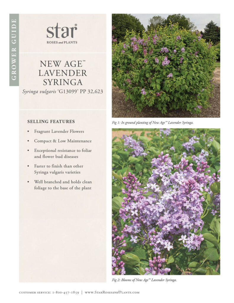 takes you to Grower Guide for New Age Lavender Syringa
