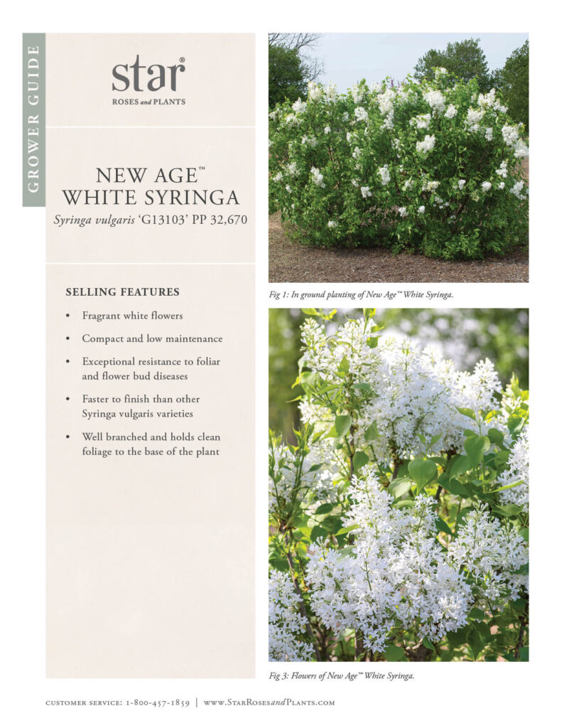 Takes you to Grower Guide for New Age White Syringa