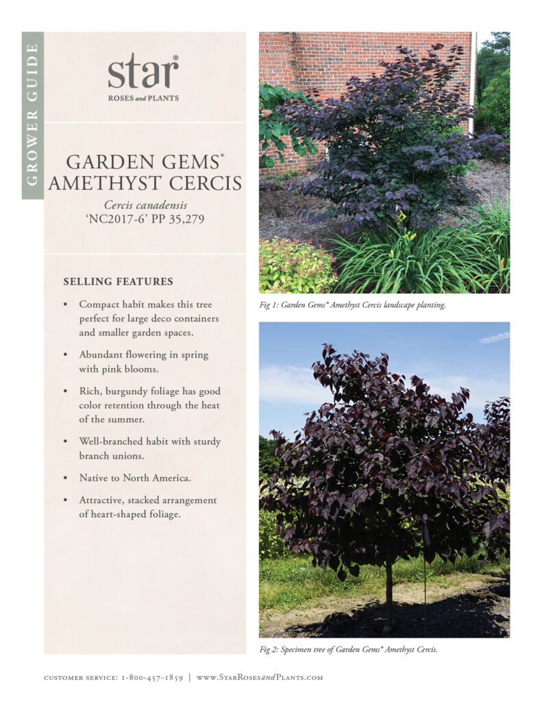 Go to Grower Guide for Cercis Garden Gems Amethyst