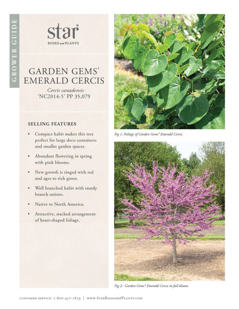Image takes you to PDF Grower Guide of Garden Gems Emerald Cercis