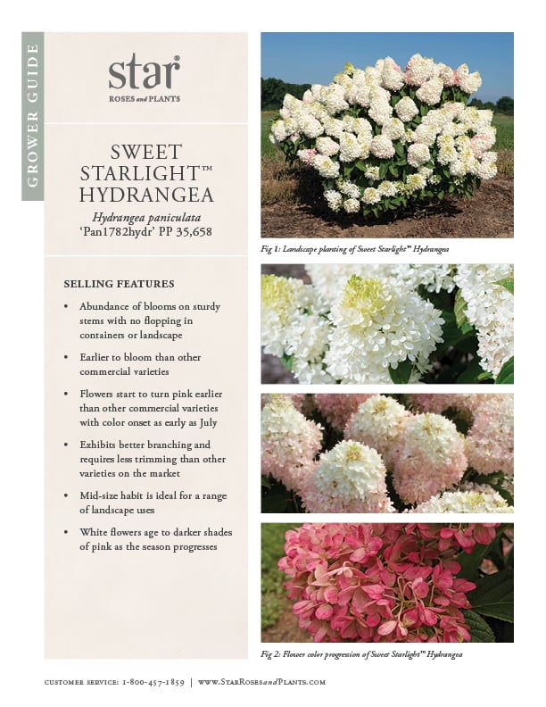 Image of Sweet Starlight Grower Guide that takes you to the PDF version